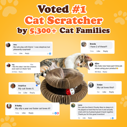 Kitty Kurlz™ (Entries)