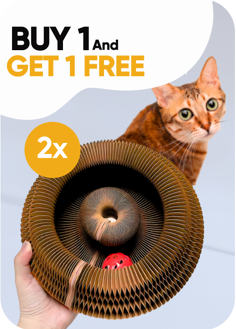 Kitty Kurlz™ [2 Kitty Kurlz + 2 Kurlz Balls]
